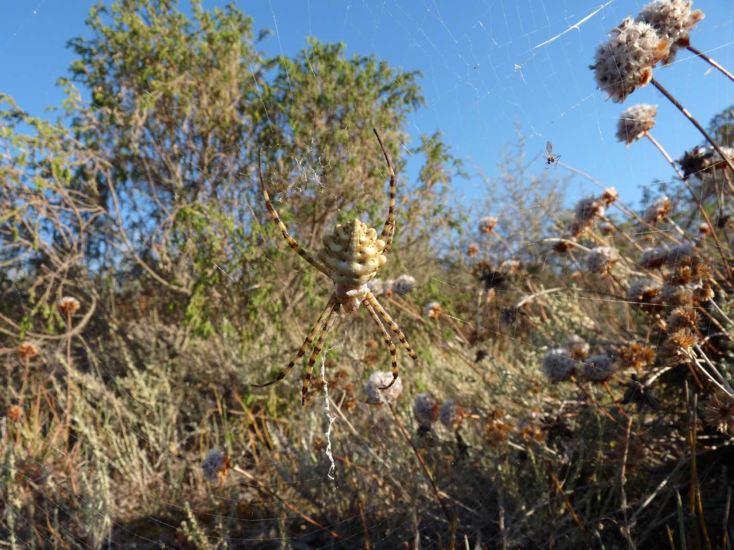 Il paradiso delll''Argiope